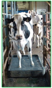 Dairy Cow Walking through Hoof Zink foot bath to prevent heel warts or digital dermatitis
