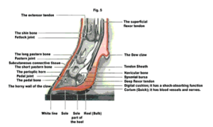 diagram of a dairy cow hoof with parts indicated.