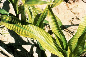 Negative impact of Copper Sulfate build up in soils. Damages roots and reduces crop yields in corn and soybeans.