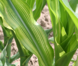 Soil toxicity impact of copper sulfate on plants, corn, soybeans.