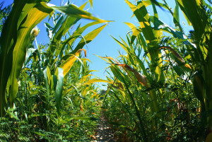 Feed Corn in a field