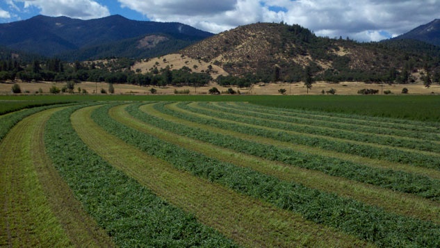 Hay field