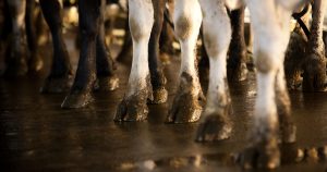 Dairy Cows leg shot with manure covered hooves