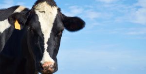 Dairy Cow looking at you