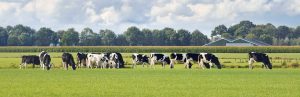 Dairy Cows grazing | Hoof-zink prevents warts on dairy cattle