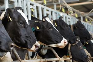 headshot of dairy cows in stanchions