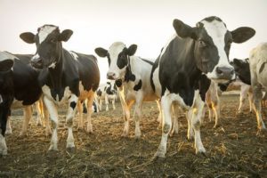 Dairy Cattle loafing pen. Hoof-Zink best prevention for digital dermatitis, heel warts.