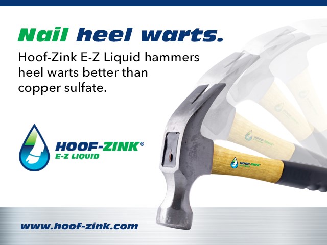 Nail Heel Warts in dairy cattle Hammer coming down. | Hoof-Zink E-Z Liquid foot bath for dairy cattle